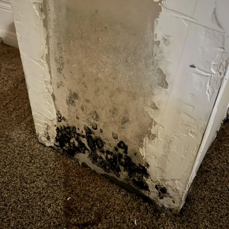 Professional Mold Removal in Hampden County, MA